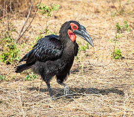 Wild animals living in acceptable freedom.