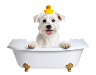 A playful dog in a bathtub with a rubber duck on its head, radiating joy and fun.