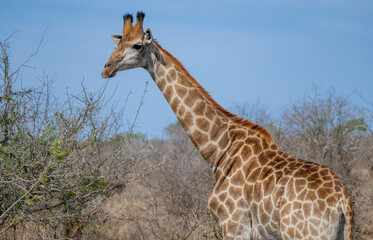 Obraz premium Afrikanische Tiere Giraffe im Busch vom Krüger National Park - Kruger Nationalpark Südafrika