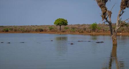Afrikanische Tiere Flusspferd genannt Nilpferd - Hippo, im Krüger National Park - Kruger...