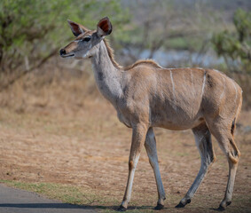 Kudu Strepsiceros im Krüger National Park - Kruger Nationalpark Südafrika