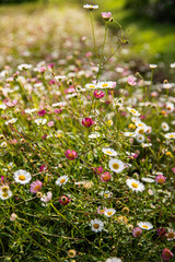 Serene Wildflowers Bellis and Erigeron Mix © Анжелика Мельничук