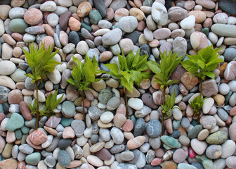 Row of young twigs with first green leaves on a surface of colored pebbles