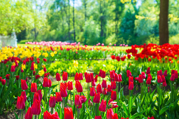Blooming colorful tulips in the park. Annual tulip festival in Saint Petersburg.