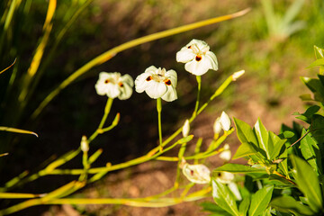 Twig African iris flower on blurred background, macro, place for inscription