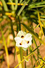 African iris background, Dietes flower pattern,