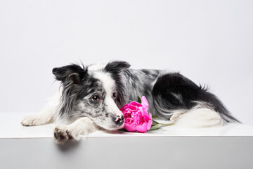 A Border Collie rests its head on a surface covered in pink flowers, gazing gently at the camera....