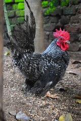 lively black and white speckled rooster with a prominent red comb and fanned tail feathers stands on a gravelly surface, framed by natural elements