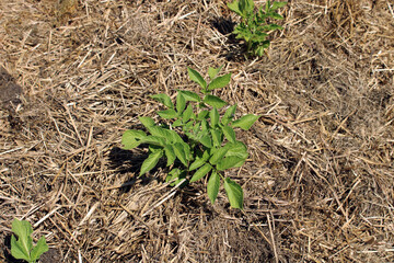 Paillage de jeunes plants de tomate dans le jardin, permaculture