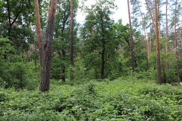 Fototapeta premium beautiful view of the green summer forest