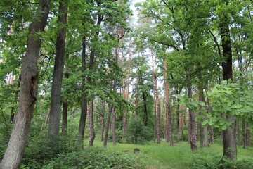 beautiful view of green spring forest, green trees in the forest