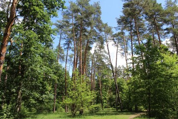 beautiful view of the green summer forest