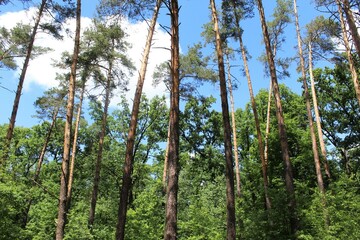 beautiful view of the green summer forest