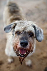 Happy dog direct eye contact