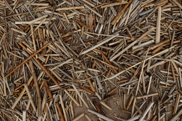 Dried seaweed natural texture background