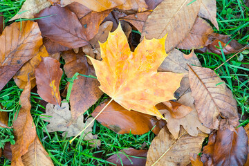 Beautiful autumn maple leaves