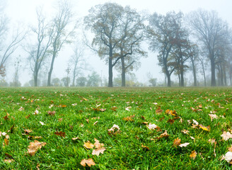 Morning mist in autumn park