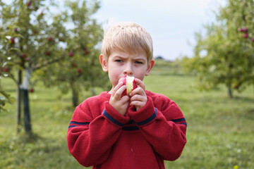 Children Picking Big Red Apples on a Farm. Autumn Season. Little Boy with Basket of Apples in Orchard. Organic Apple. Harvest Concept. Healthy Nutrition. Toddler Eating Fresh Fruit at Harvest. Fall
