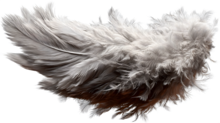 A wing of soft white feathers on a close up shot artistic abstract isolated on white transparent background PNG cutout