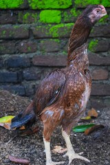 lean, reddish-brown game fowl with a long, bare neck and sturdy legs stands attentively on earthy ground, with a moss-covered brick wall in the background