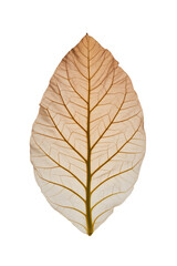 Macro shot of a tobacco leaf highlighting golden veins and cellular texture isolated on a white background
