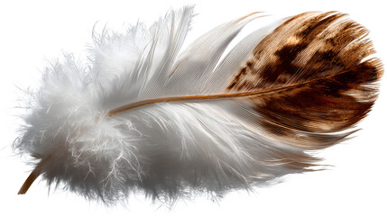 Delicate and detailed close up shot of bird feather isolated on a showing soft texture and natural beauty isolated on white transparent background PNG cutout