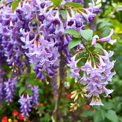 Wisteria floribunda flowers in the garden.