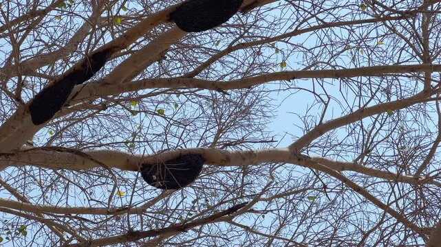 Static shot of behive's hanging from the tree