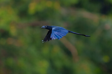 Flying Greater Ani Crotophaga major. Anis are bizarre black cuckoos with long floppy tails and...