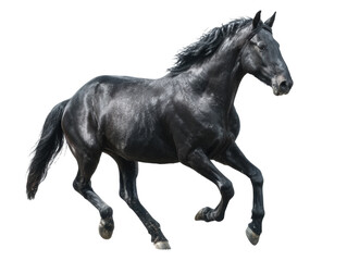Fototapeta premium Majestic black horse running in a lush green field, cut out transparent