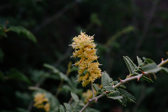 Close up of a Yellow Bottlebrush Inflorescenc