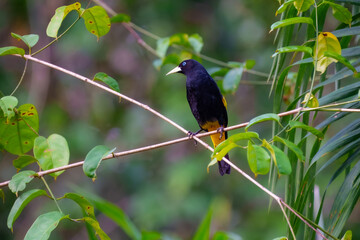 Fototapeta premium Yellow-rumped Cacique (Amazonian) Cacicus cela cela, at the nest. perched in a tree in the Cuyabeno Wildlife Reserve, outside of Lago Agrio, Ecuador