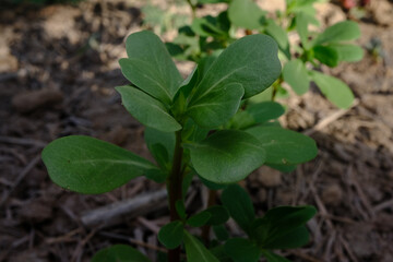 Naklejka premium Close up of a Purslane Plant with Succulent Leave