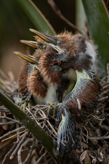 Tricolored heron nesting in Florida 