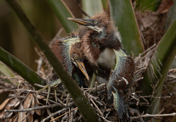 Tricolored heron nesting in Florida 