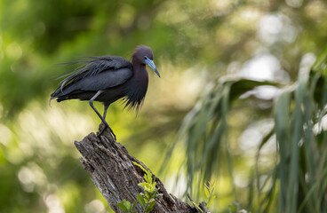 Little blue heron nesting in Florida 