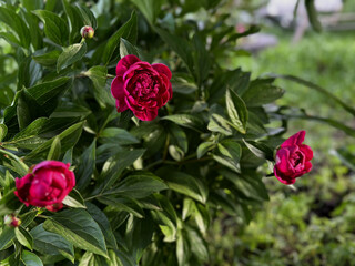 Close-up of pink peony flowers in full bloom with rich green foliage in the background. Ideal for floral, wedding, or natural beauty concepts.
