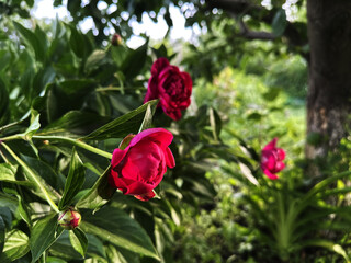 Soft pink peony blossoms framed by lush greenery. A beautiful floral background symbolizing love, freshness, and natural elegance.