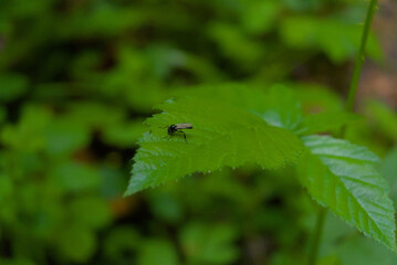 A tiny black fly rests on a lush green leaf, a sharp macro detail capturing nature's subtle, quiet moments.
