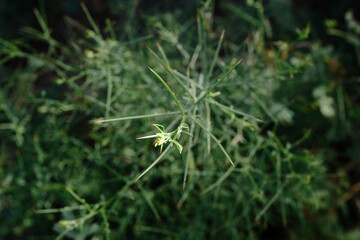 Close up of a Dense Thicket of Green Spine