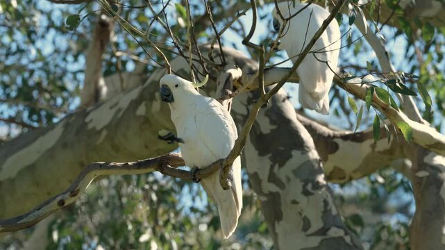 Pair Of White Cockatoos Resting On Tree Branches On A Sunny Wintertime. Close-up Shot