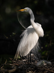 Great Egret nesting in Florida 
