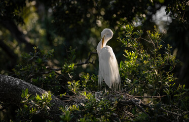 Great Egret nesting in Florida 