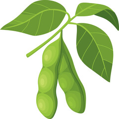 Soybean Illustration