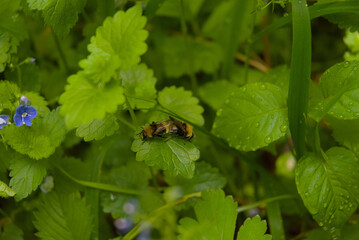 Two bees engage in an intimate natural moment on a vibrant green leaf, capturing a unique aspect of wildlife behavior.