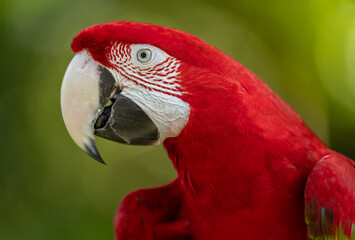 Scarlet macaw in Costa Rica 