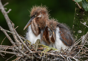 Tricolored heron nesting in Florida  © Harry Collins