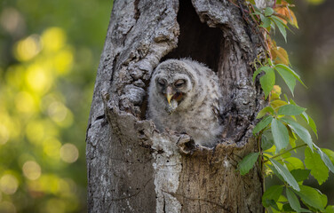 A barred owl in Florida 