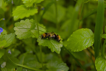 Two bees engage in an intimate natural moment on a vibrant green leaf, capturing a unique aspect of wildlife behavior.