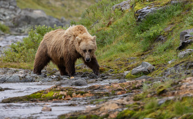 Fototapeta premium Brown bear fishing for salmon in Alaska
